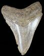 Serrated, Fossil Megalodon Tooth - Georgia #65713-1